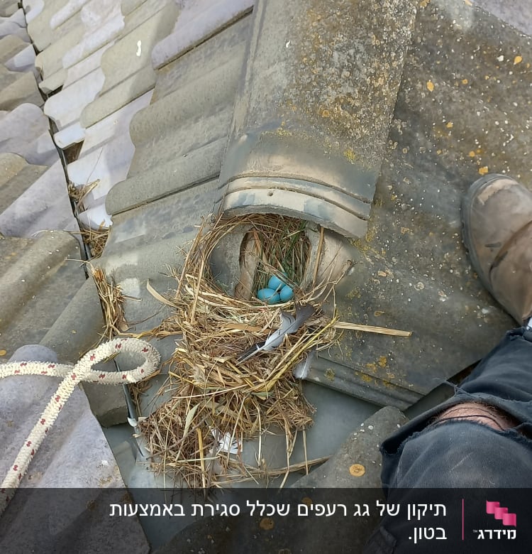 קן ציפורים עם ביצים כחולות על גג רעפים